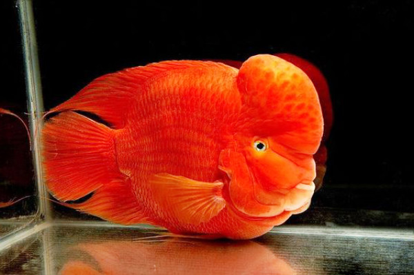 Vệ sinh hồ cá la hán thường xuyên