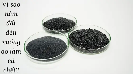 Vì Sao Ném Đất Đèn Xuống Ao Lại Khiến Cá Chết? Giải Mã Cơ Chế Hóa Học Độc Hại