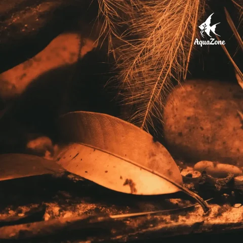 vi sinh hồ cá