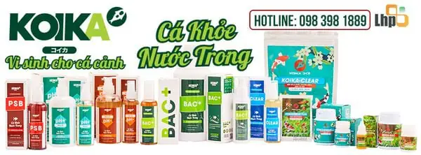 Vi sinh làm trong nước hồ cá: Hiểu rõ vai trò và cách ứng dụng