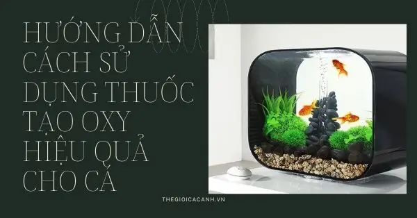 Viên Sủi Oxy Hồ Cá: Công Dụng, Cách Dùng Và Lưu Ý