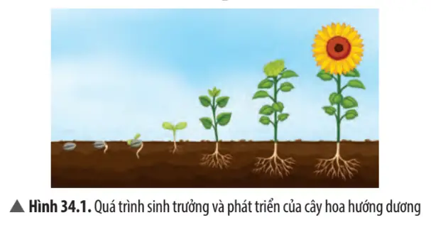 Tìm hiểu chi tiết vòng đời của cá chép: Từ trứng đến trưởng thành