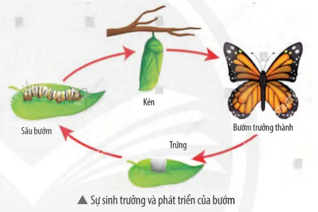 Tìm hiểu chi tiết vòng đời của cá chép: Từ trứng đến trưởng thành