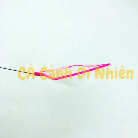 Các Loại Vợt Bắt Cá Lớn: Hướng Dẫn Chọn Và Sử Dụng Hiệu Quả