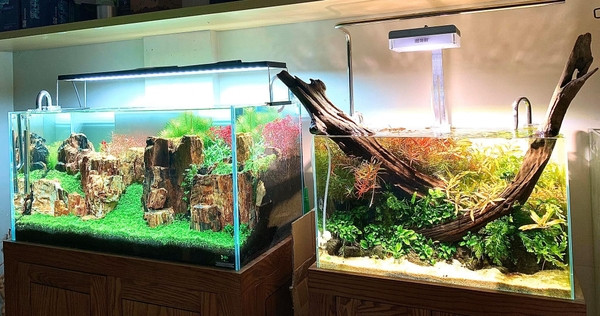 Vũ Aqua, cửa hàng cá cảnh Hà Nội uy tín với phụ kiện và cây thủy sinh