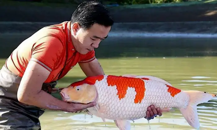 Vua Cá Koi Là Ai? Hành Trình Trở Thành Đại Gia Cá Cảnh Hoàng Trọng