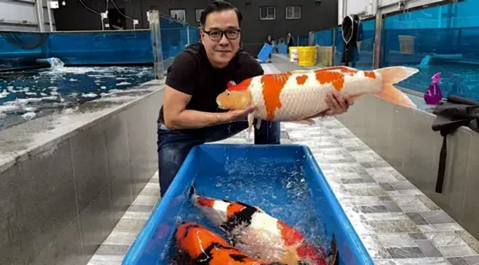 Vợ Cũ Của Vua Cá Koi Hoàng Trọng: Những Thông Tin Công Khai
