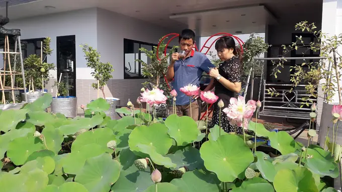 Thiết Kế Vườn Cây Ao Cá Đẹp Trên Sân Thượng: Hướng Dẫn Chi Tiết