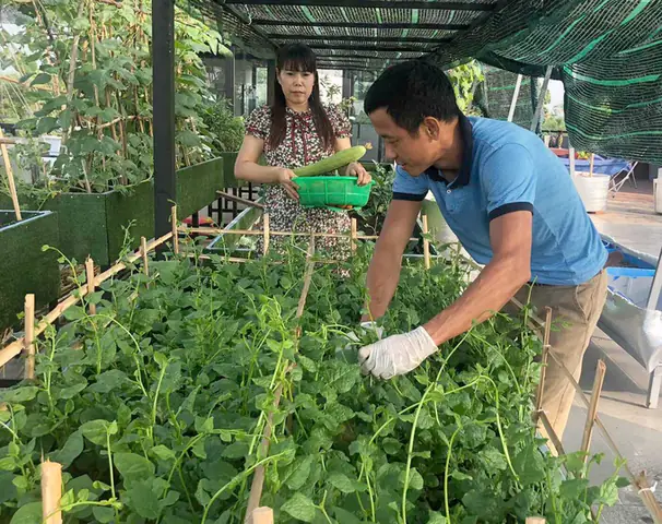 Thiết Kế Vườn Cây Ao Cá Đẹp Trên Sân Thượng: Hướng Dẫn Chi Tiết