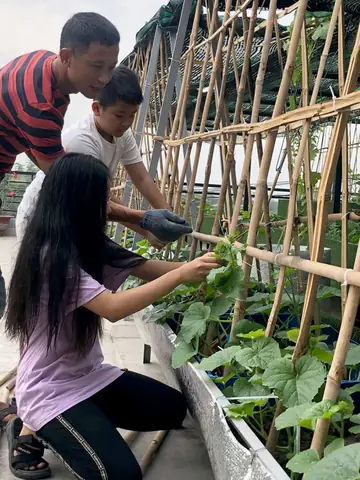 Thiết Kế Vườn Cây Ao Cá Đẹp Trên Sân Thượng: Hướng Dẫn Chi Tiết