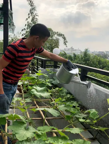 Thiết Kế Vườn Cây Ao Cá Đẹp Trên Sân Thượng: Hướng Dẫn Chi Tiết