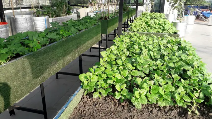 Thiết Kế Vườn Cây Ao Cá Đẹp Trên Sân Thượng: Hướng Dẫn Chi Tiết