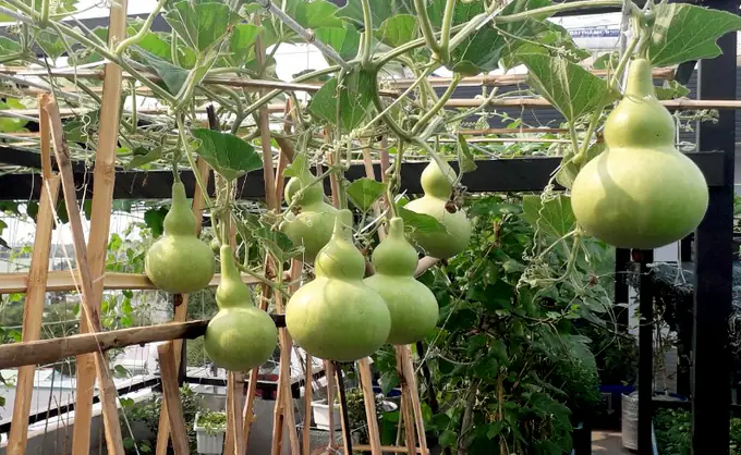 Thiết Kế Vườn Cây Ao Cá Đẹp Trên Sân Thượng: Hướng Dẫn Chi Tiết
