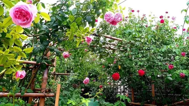 Thiết Kế Vườn Cây Ao Cá Đẹp Trên Sân Thượng: Hướng Dẫn Chi Tiết