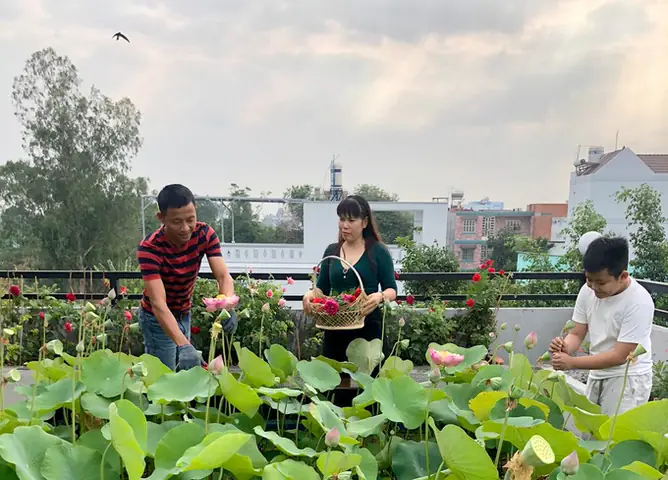 Thiết Kế Vườn Cây Ao Cá Đẹp Trên Sân Thượng: Hướng Dẫn Chi Tiết