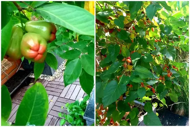 Thiết Kế Vườn Cây Ao Cá Đẹp Trên Sân Thượng: Hướng Dẫn Chi Tiết