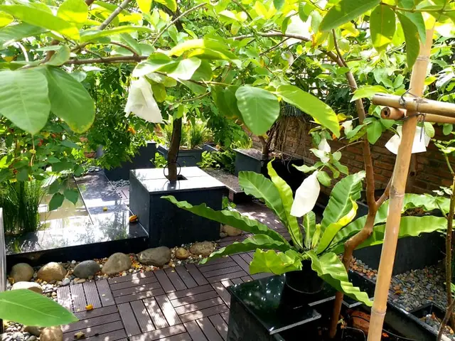 Thiết Kế Vườn Cây Ao Cá Đẹp Trên Sân Thượng: Hướng Dẫn Chi Tiết