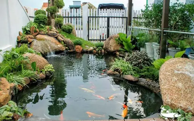 Xây Hồ Cá Cảnh: Hướng Dẫn Chi Tiết Từ A Đến Z Hợp Phong Thủy