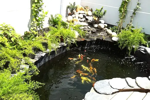 Xây Hồ Cá Cảnh: Hướng Dẫn Chi Tiết Từ A Đến Z Hợp Phong Thủy