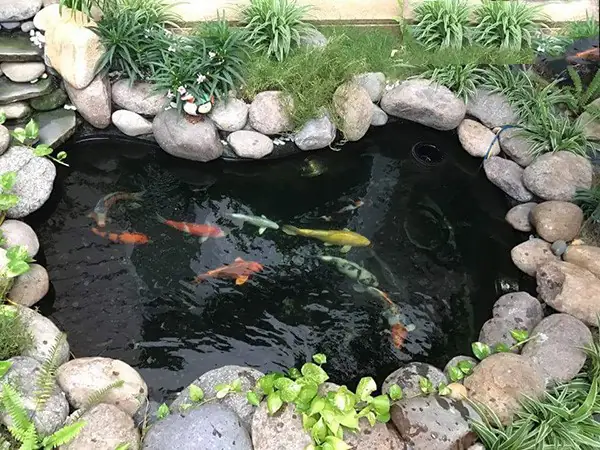 xây hồ cá mini ngoài trời