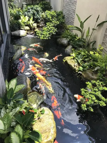 xây hồ cá trước nhà
