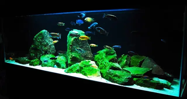 Xếp Đá Bể Cá Ali: Hướng Dẫn Chi Tiết Để Tạo Bố Cục Ấn Tượng