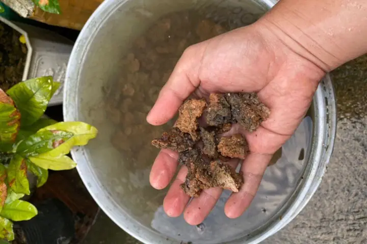 Vệ sinh sơ bộ