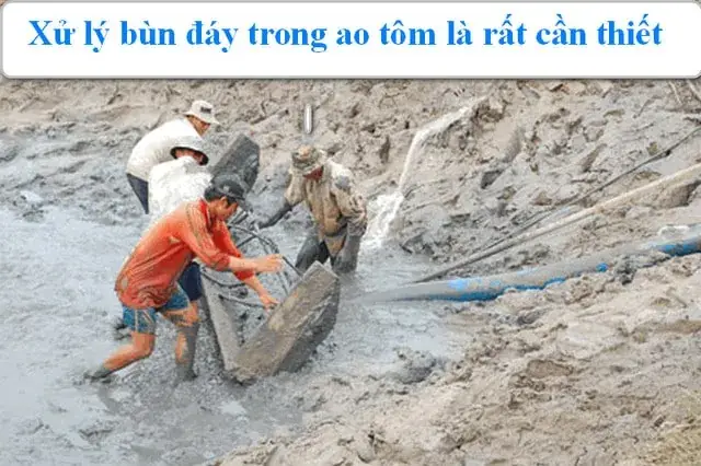 Hướng Dẫn Toàn Diện Về Cách Xử Lý Bùn Đáy Ao Nuôi Cá