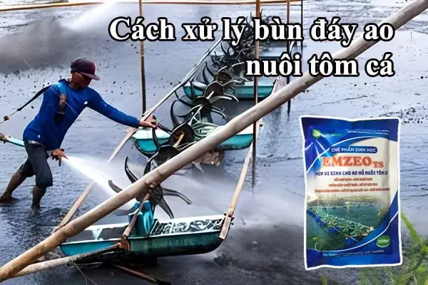 Hướng Dẫn Toàn Diện Về Cách Xử Lý Bùn Đáy Ao Nuôi Cá