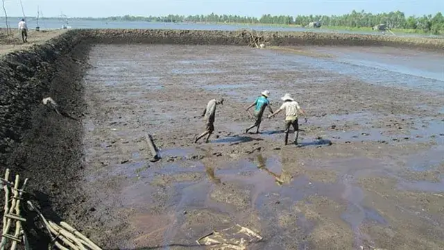 Hướng Dẫn Toàn Diện Về Cách Xử Lý Bùn Đáy Ao Nuôi Cá