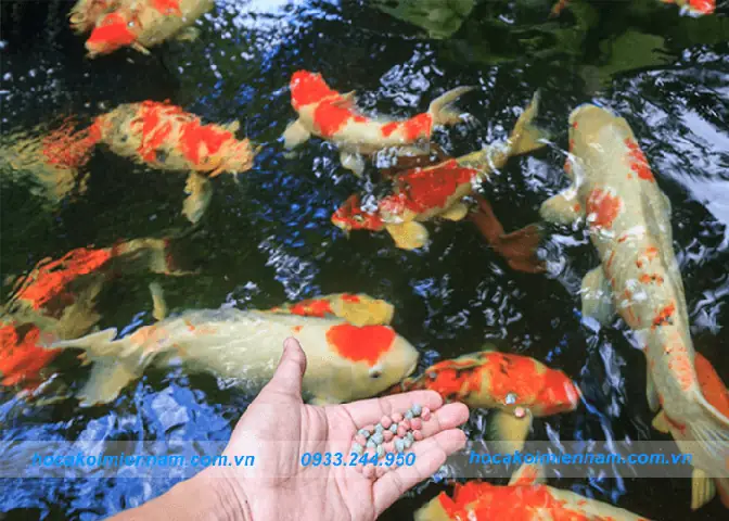xử lý rêu hồ cá ngoài trời
