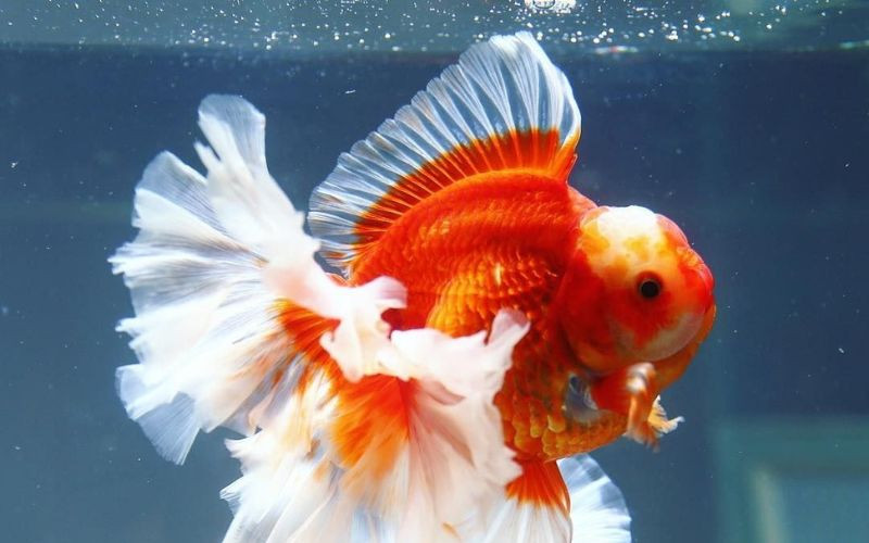 Ý nghĩa phong thủy sâu sắc của cá cảnh kim ngư