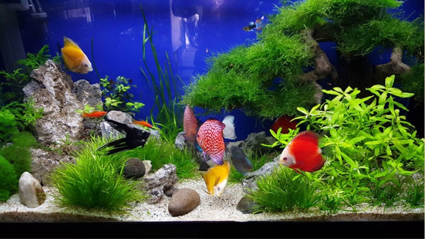 Ylang Aquarium - Điểm đến quen thuộc của những tín đồ mê cá cảnh với không gian cafe