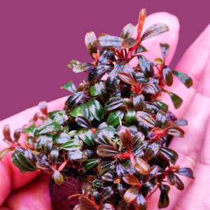 Bucep Tím | Bucephalandra TM
