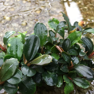 Bucep Tím Mini Phantom – Bucephalandra TM Cây Thủy Sinh Giá Thể Đẹp Cho Hồ Cá