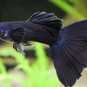 Cá Bảy Màu Blue Tarzan
