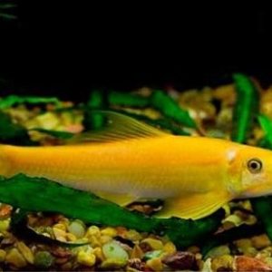 Cá Bống Vàng Nô Lệ