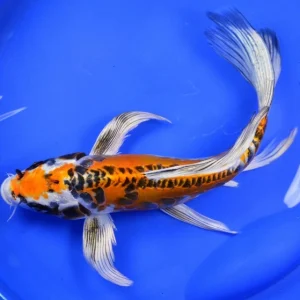 Cá Cảnh Bướm