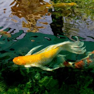 Cá Cảnh Bướm Vây Dài