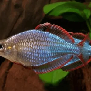 Cá Cầu Vồng Việt Trống