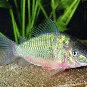 Cá Chuột Green