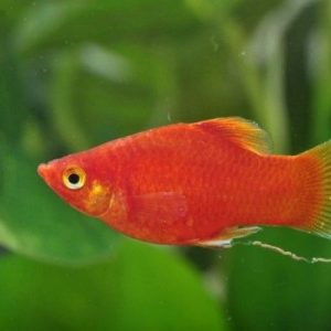 Cá Mun Hạt Lựu