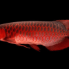 Cá Rồng Huyết Long