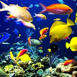 Cá Tetra Nhật