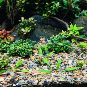 Cát suối, sạn suối, cuội vân