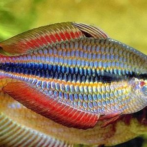 Cá Cầu Vồng Kẻ
