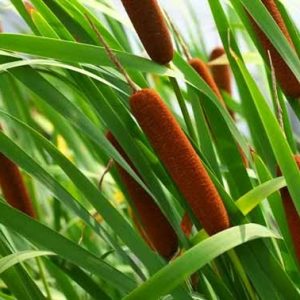 Cây Cỏ Đồ & Cây Cỏ Nên