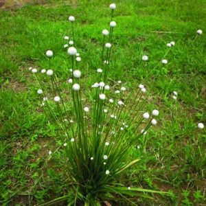 Cây Dùi Trống