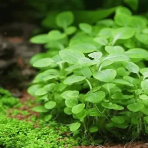 Cây Hồng Ba Tiêu (Cây Trứng Tiên) – Cây Thủy Sinh Dễ Trồng Không Cần CO₂