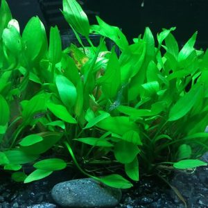 Cây Lan Nước Trang Trí Bể Thủy Sinh – Dễ Trồng, Không Cần CO2
